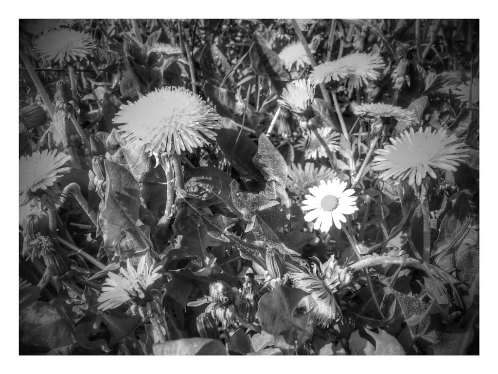 Fruehling 2015 auf dem Pöhlberg