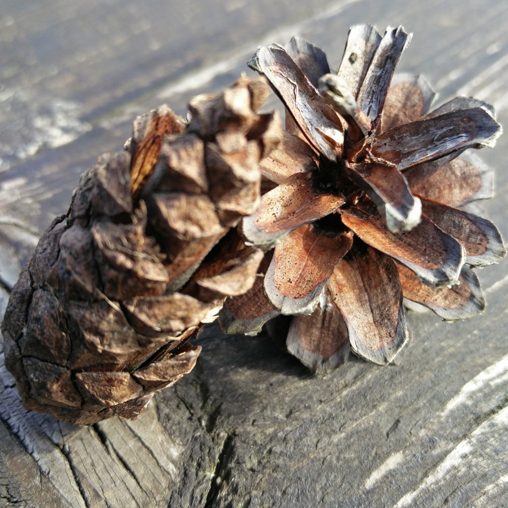 Holz+Zapfen Headerbild