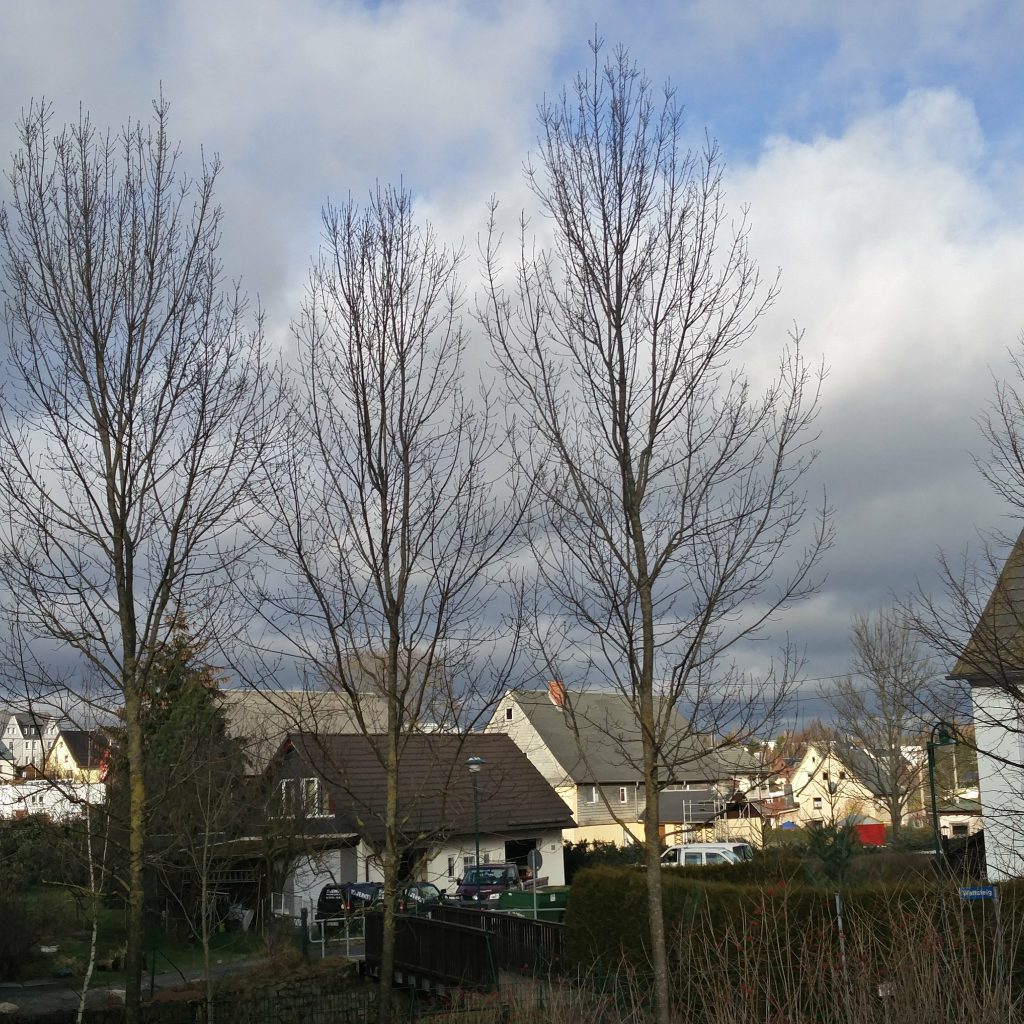 Frühling oder Winter?