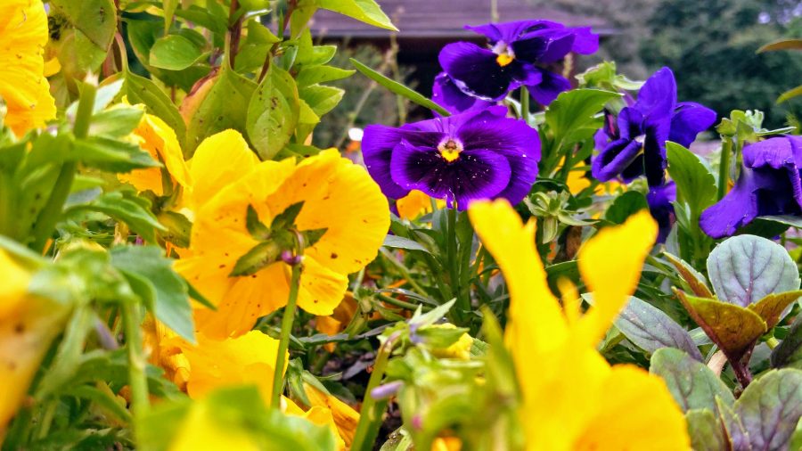 2018-Blumen-Vergiss-mein-nicht