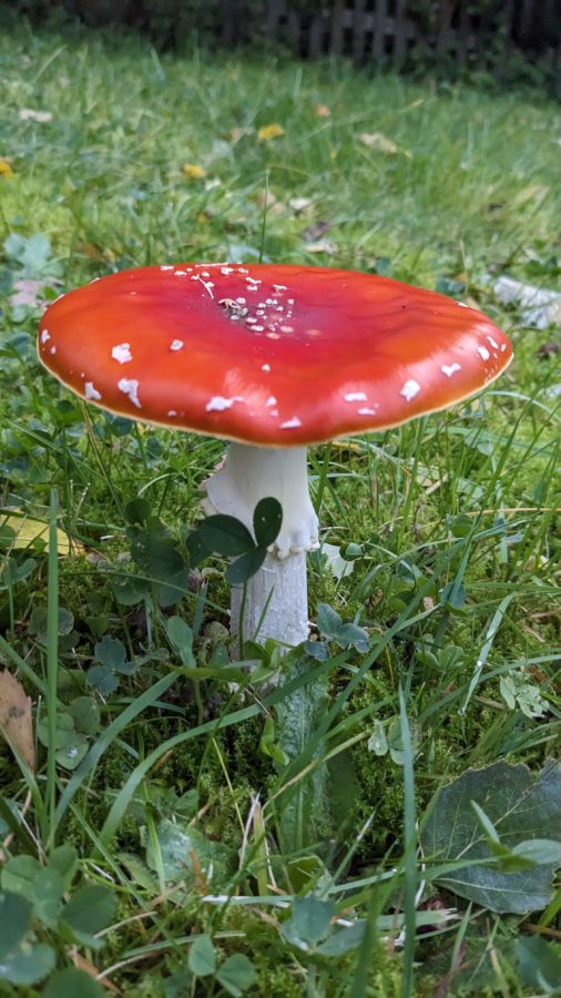 2024 Fliegenpilze im Garten auf der Lindenstraße, Annaberg-Buchholz, Erzgebirge